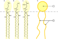 リン脂質の構造式 頭部（円形部1）は親水性を示し、脂肪鎖（鎖部2）は親油性を示す。