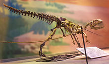 Piatnitzkysaurus floresi2.jpg
