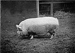 Свинья (маленькая белая порода) - 1897.jpg
