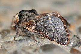 Poecilocampa populi ♂