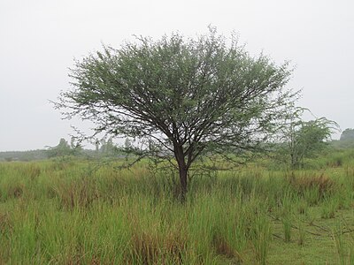 Prosopis juliflora belongs to family of Fabaceae