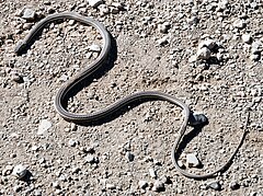 Psammophis trinasalis