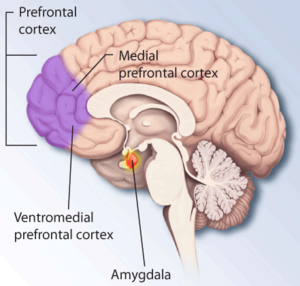 Brain structures involved in dealing with fear...