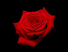 Red rose with black background.jpg