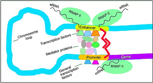 Regulation of transcription in mammals. An active enhancer regulatory region is enabled to interact with the promoter region of its target gene by formation of a chromosome loop. This can initiate messenger RNA (mRNA) synthesis by RNA polymerase II (RNAP II) bound to the promoter at the transcription start site of the gene. The loop is stabilized by one architectural protein anchored to the enhancer and one anchored to the promoter and these proteins are joined to form a dimer (red zigzags). Specific regulatory transcription factors bind to DNA sequence motifs on the enhancer. General transcription factors bind to the promoter. When a transcription factor is activated by a signal (here indicated as phosphorylation shown by a small red star on a transcription factor on the enhancer) the enhancer is activated and can now activate its target promoter. The active enhancer is transcribed on each strand of DNA in opposite directions by bound RNAP IIs. Mediator (a complex consisting of about 26 proteins in an interacting structure) communicates regulatory signals from the enhancer DNA-bound transcription factors to the promoter. Regulation of transcription in mammals.jpg