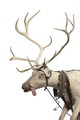 A taxidermied reindeer from 1694