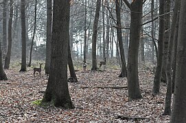 Rencontre avec des chevreuils au bois des huit-rues.