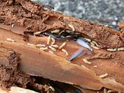 Nest of the wood-eating termite Reticulitermes