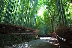 Sagano Bamboo forest, Arashiyama, Kyoto.jpg