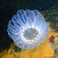 Salps may be present in large numbers at some times of the year