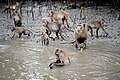Macaques crabiers dans la mangrove