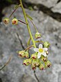 Saxifraga paniculata