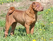 Sharpei female.jpg