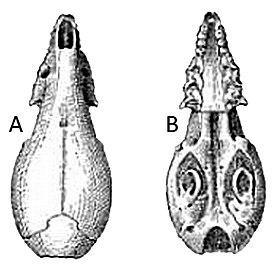 Череп бурозубки-крошки: A — вид сверху, B — вид снизу