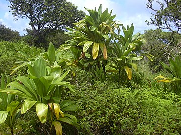 Specimens in Maui