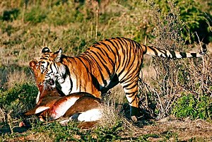English: A South China Tiger with kill.