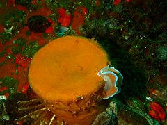 Sunburst soft coral Malacacanthus capensis with frilled nudibranch Leminda millecra