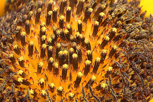 Корзинка подсолнечника (Helianthus annuus) крупным планом. В центре сидит личинка бабочки