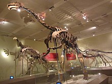 Суджоузавр мегатериоидес.JPG