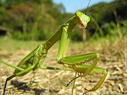 オオカマキリ