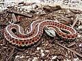 Berg-Strumpfbandnatter (Thamnophis elegans)