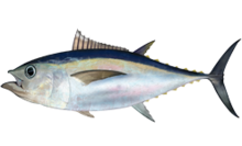 Thunnus obesus.png