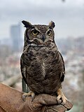 Miniatura para Bubo magellanicus