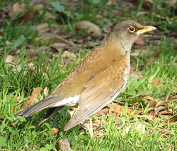 Turdus pallidus