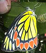 Common Jezebel, Delias eucharis.