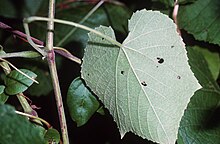 Vitis cinerea (USDA).jpg