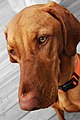 Vizsla portrait Rosie.jpg