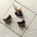 Fleas from a nest of P. major, possibly Ceratophyllus pullatus