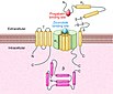 Binding sites of pregabalin and the non-gabapentenoid ziconotide to the voltage-gated calcium channel complex.