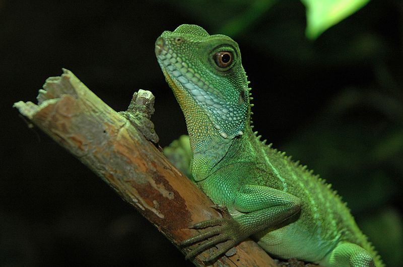 http://upload.wikimedia.org/wikipedia/commons/thumb/d/d7/Wasseragame1cele4.jpg/800px-Wasseragame1cele4.jpg