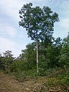 Healthy white oak (Q. alba) remaining after cleaning up 7-1-11 storm damage & oak wilt infections, 13 months after storm, 2012, Chisago County Minnesota