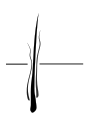 Schematické znázornění struktury hrubé srsti