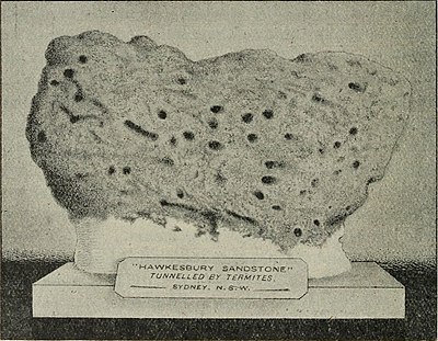 image of Hawkesbury sandstone tunnelled by termites