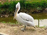 Кудрявый пеликан (Pelecanus crispus) по кличке Мишка[28], вид внесён в Красную книгу МСОП