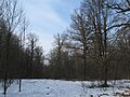 forest in Winter