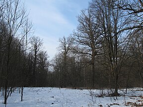 Eine Waldwiese mit alten Eichen im Wald an der Worskla.