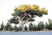 Эльдарская сосна (Pinus brutia var. eldarica, Азербайджан