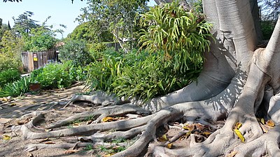 Un Ficus mysorensis, de la corne d'élan, et une Nephrolepis obliterata