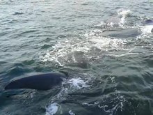 Файл: 20130924 Наблюдение за китами в заливе Херманус 1.webm