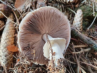 Hungo (Agaricomycete) to Haltgraben, Tiefgrabenrotte, Frankenfels, Austria