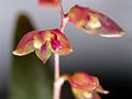 Acianthera purpureoviolacea 05.jpg