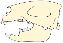 Adalatherium skull.svg