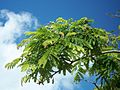 New foliage and flowers