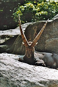 Alpine ibex.jpg