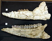 Anchitherium mandibles