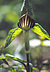 Arisaema triphyllum